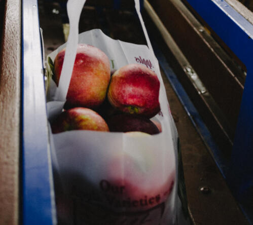 An image of red apples in a plastic bag stored in the back of a blue truck.